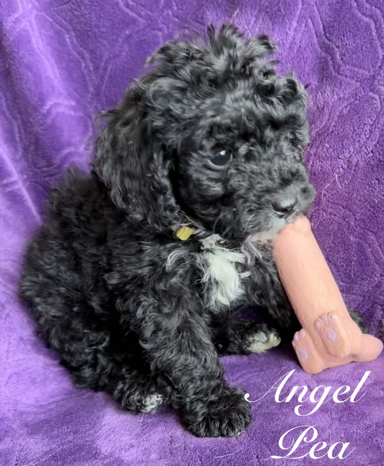 Reserve Me Today 🐾