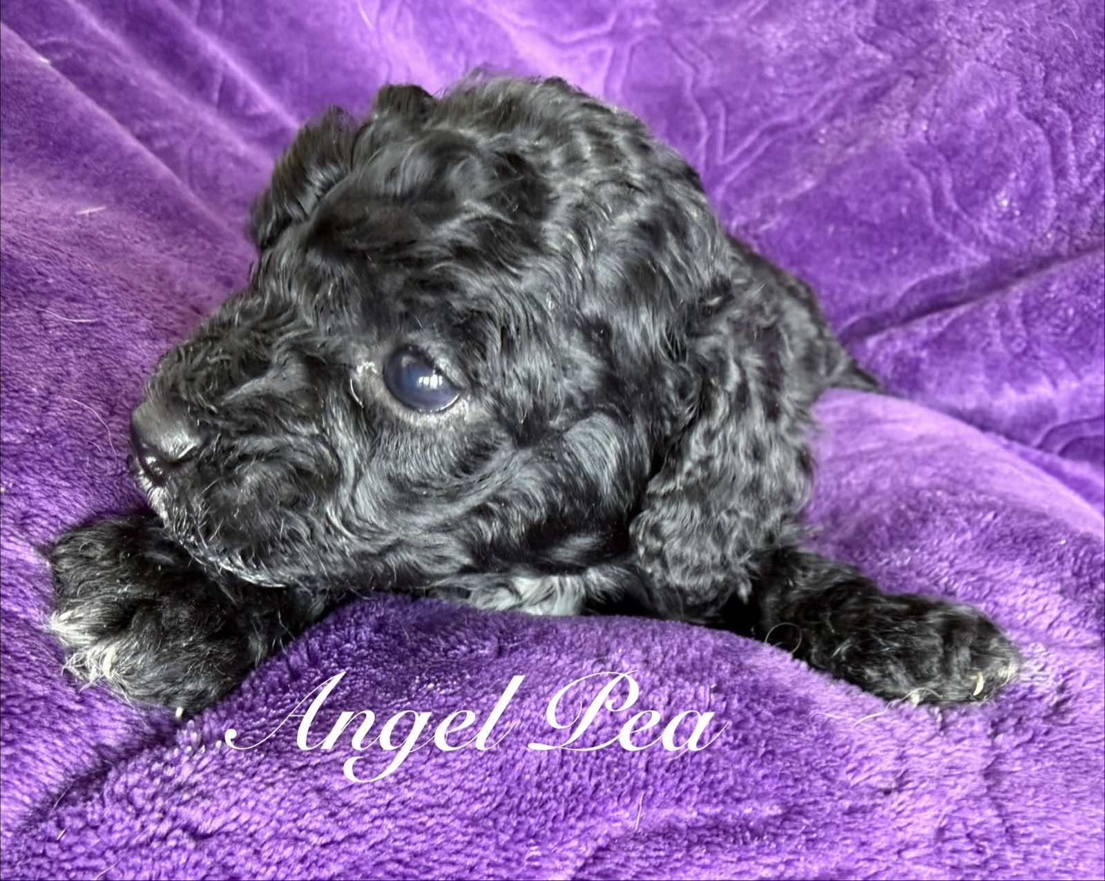 Reserve Me Today πΎ