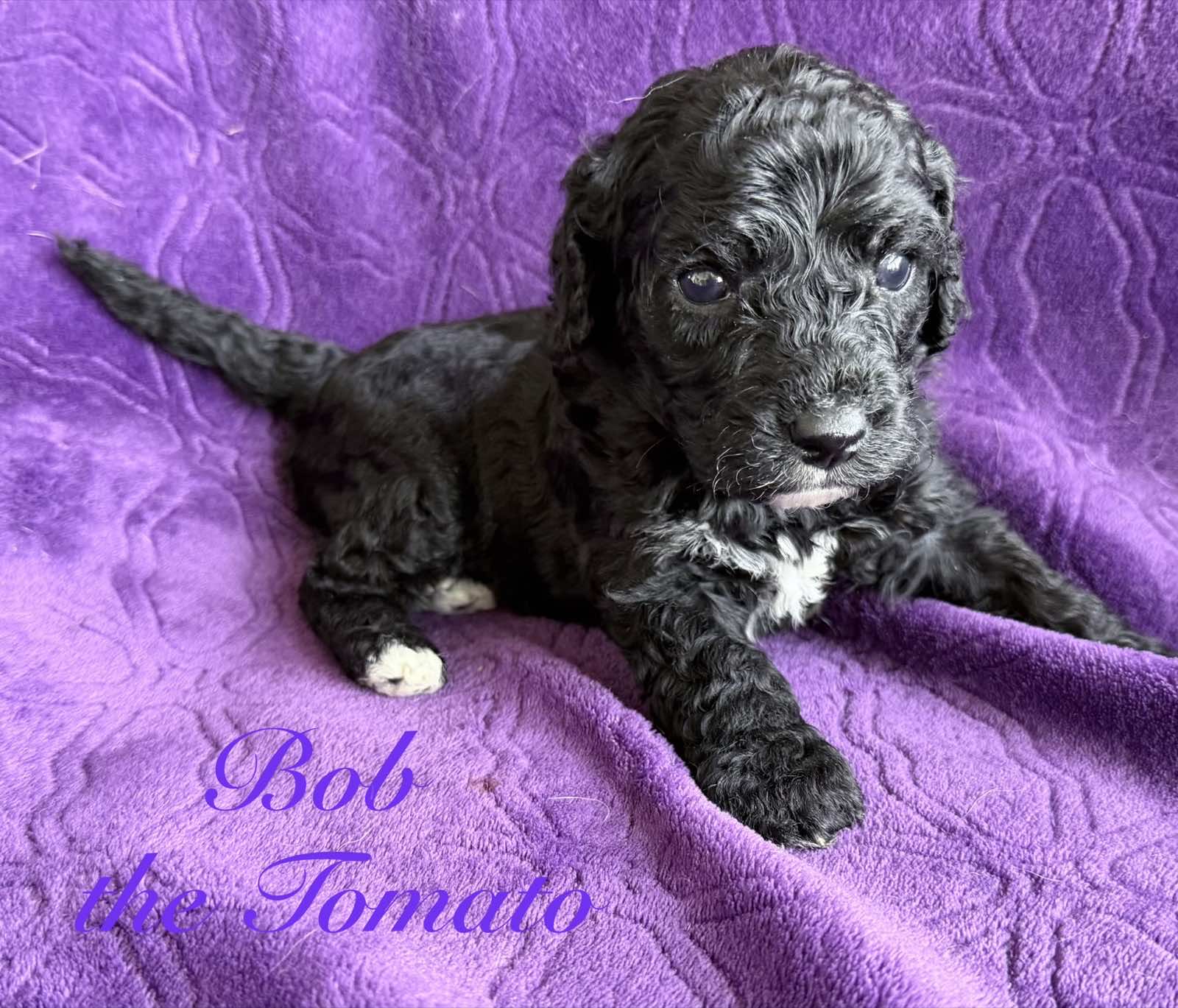 Reserve Me Today πΎ