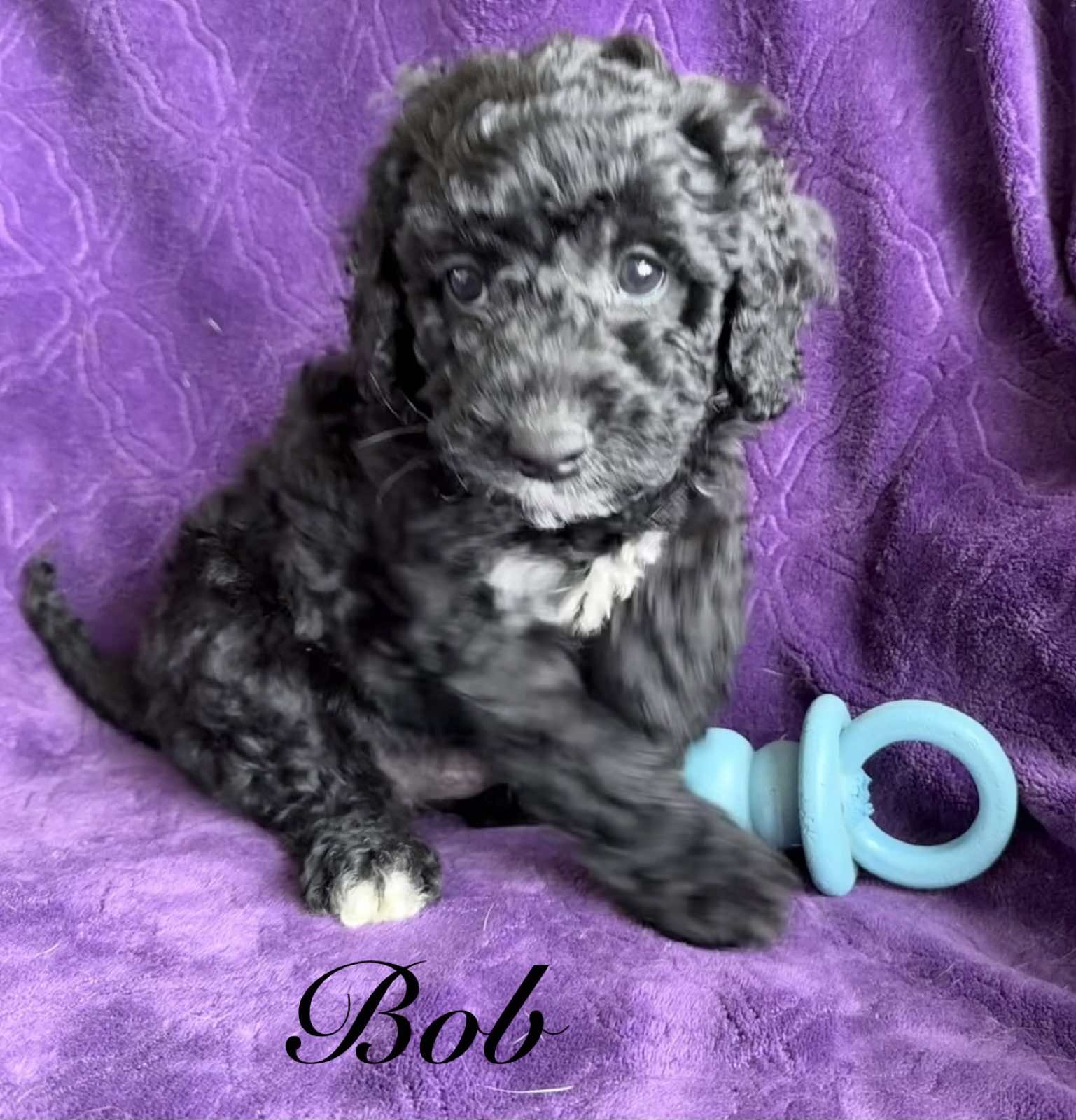 Reserve Me Today 🐾