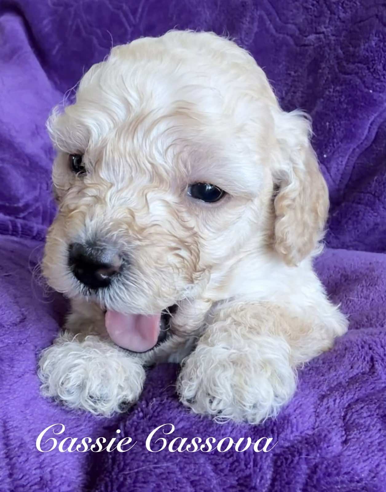 Reserve Me Today πΎ