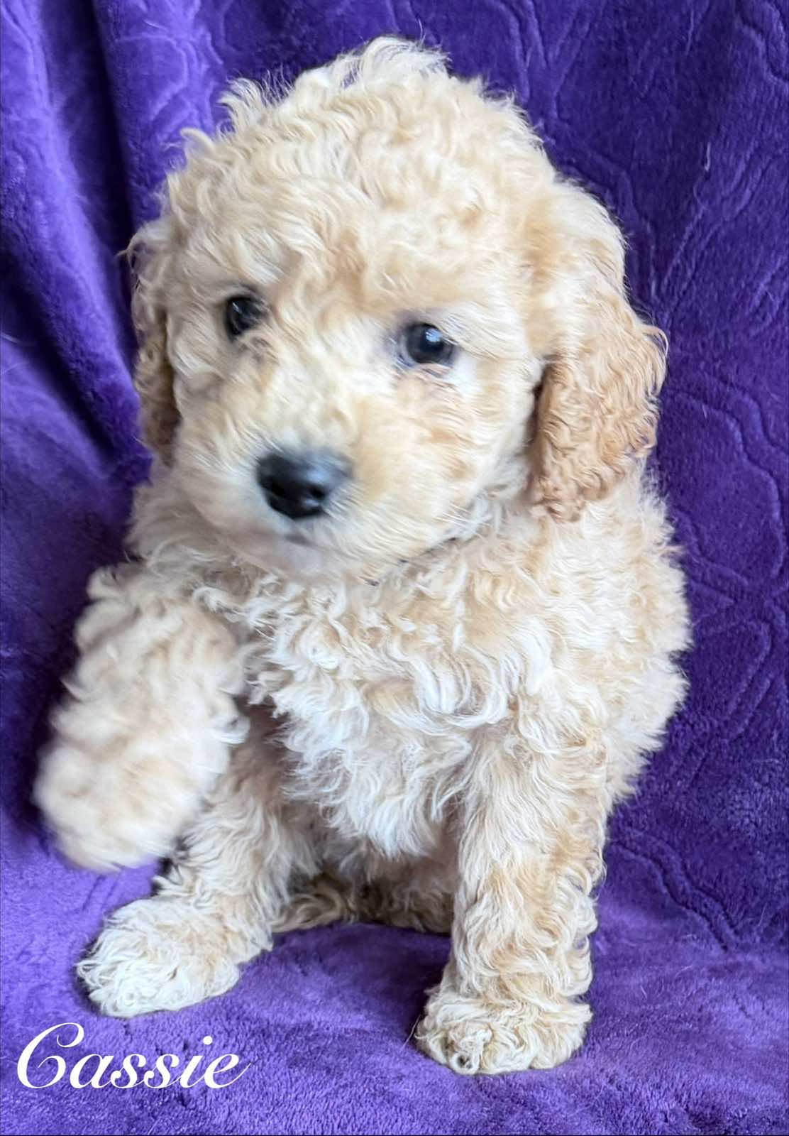 Reserve Me Today 🐾