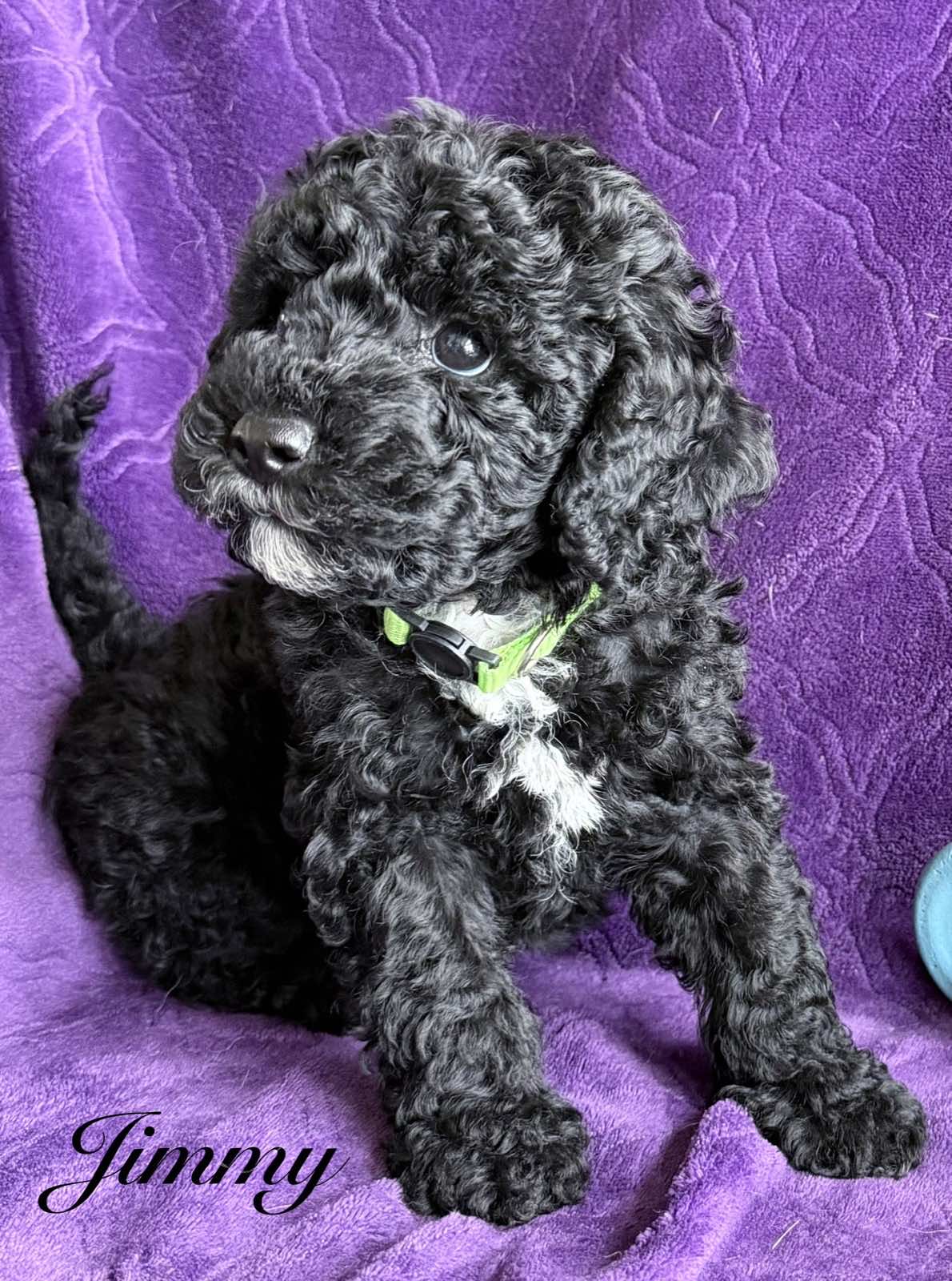 Reserve Me Today 🐾