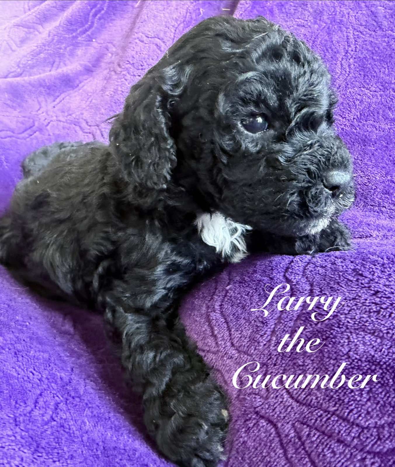 Reserve Me Today πΎ