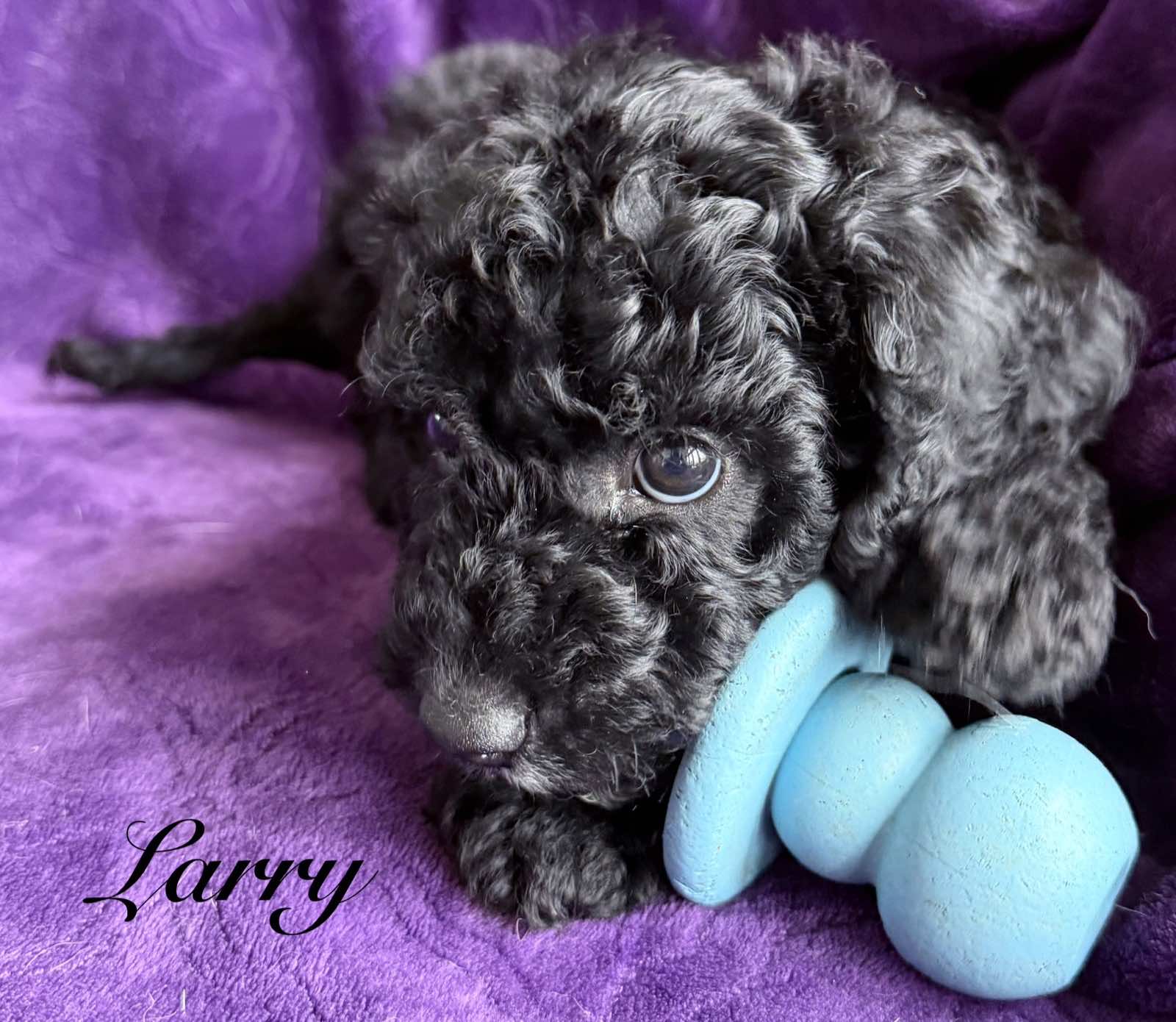 Reserve Me Today 🐾