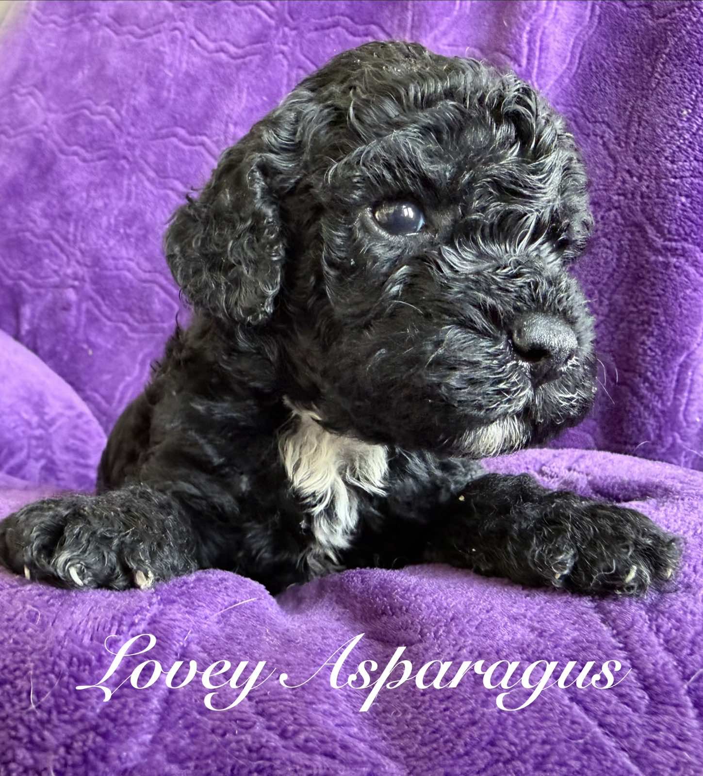 Reserve Me Today πΎ