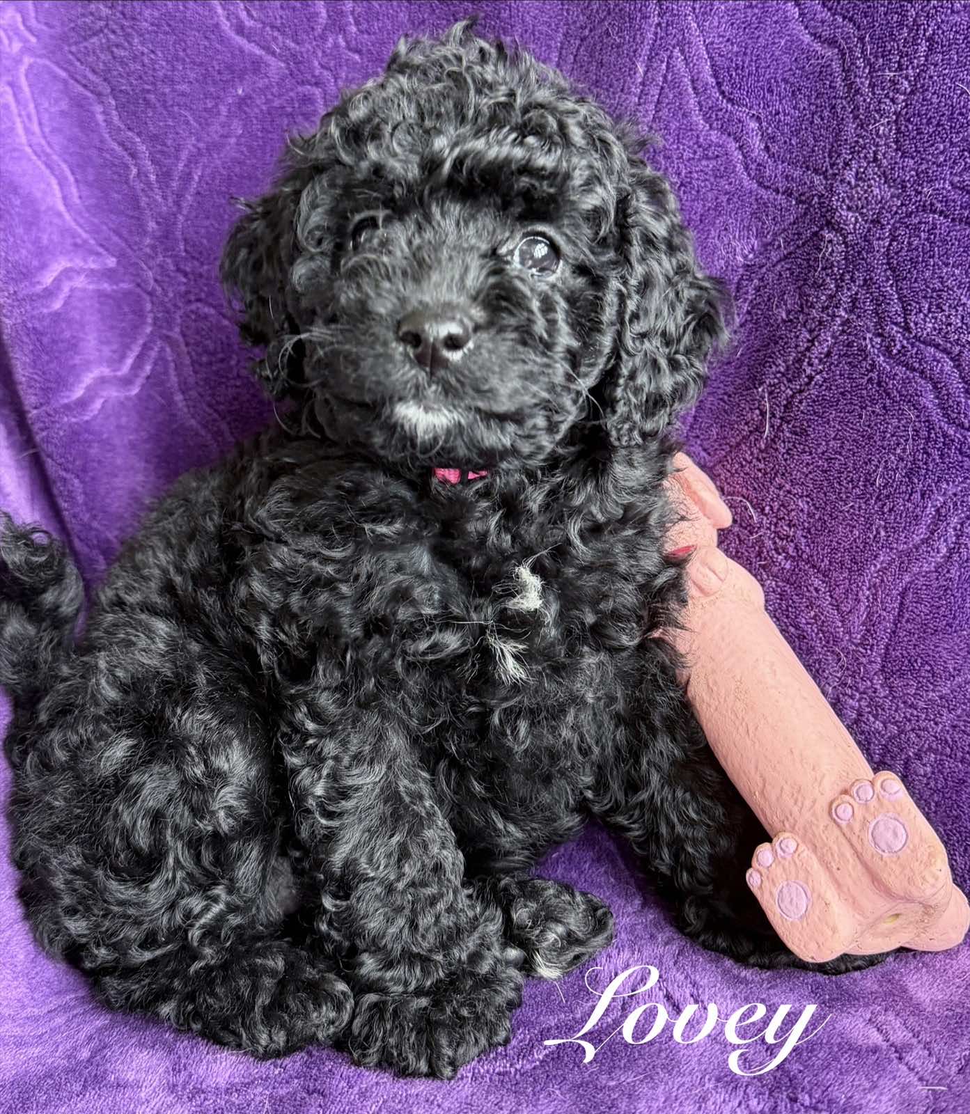 Reserve Me Today 🐾