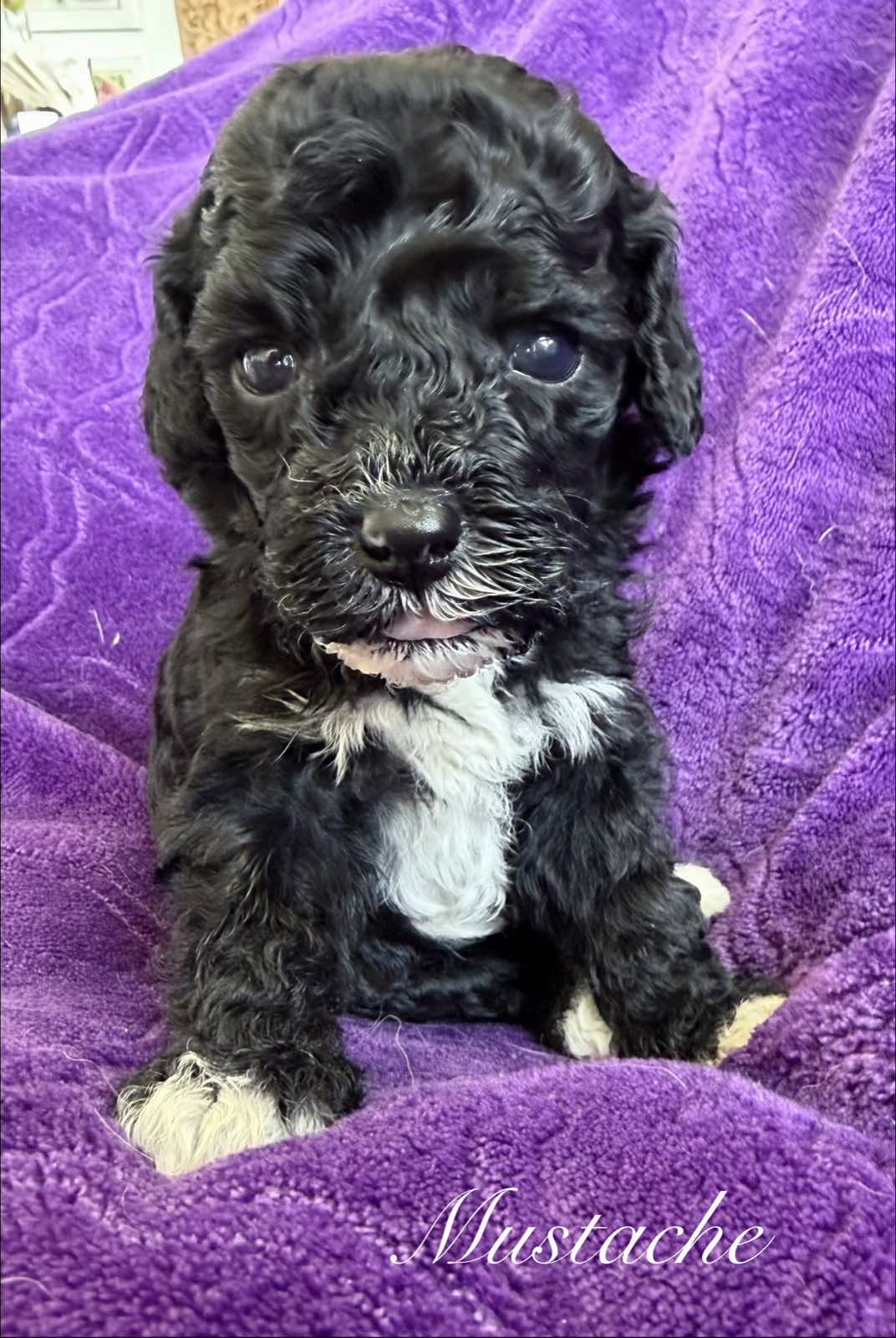 Reserve Me Today πΎ