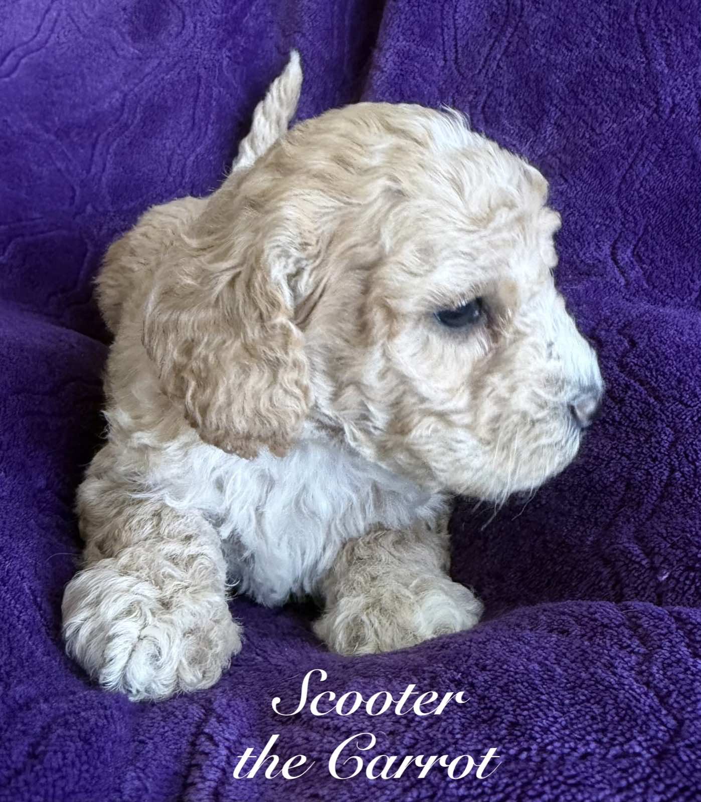 Reserve Me Today πΎ