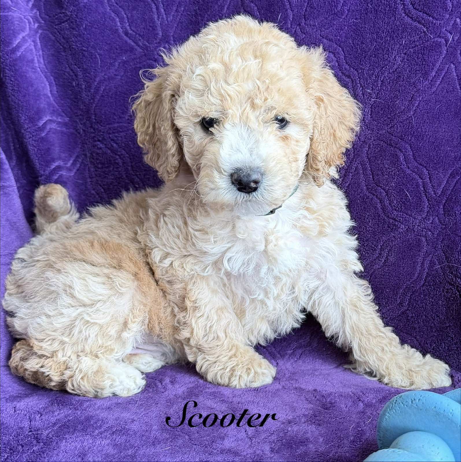 Reserve Me Today 🐾