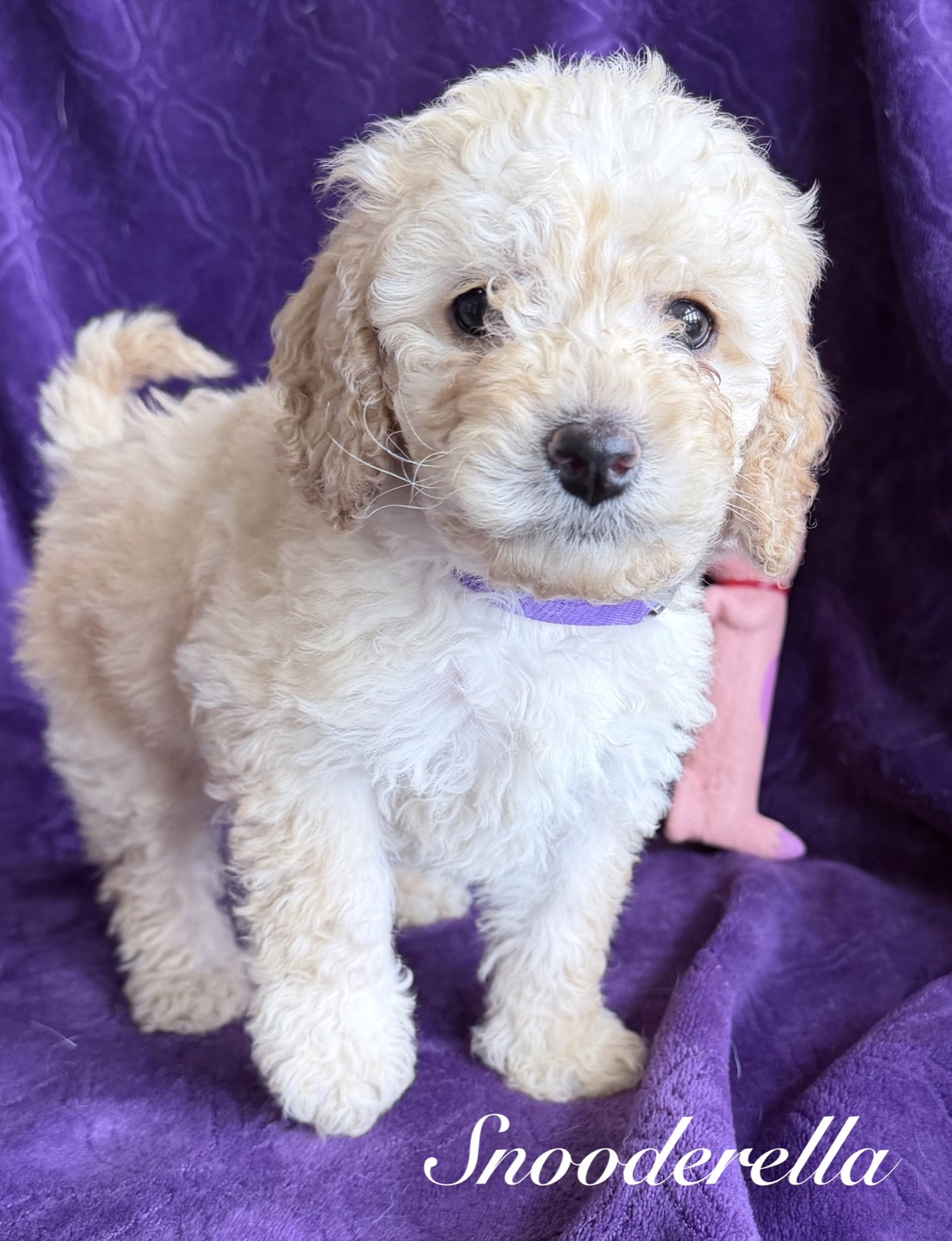 Reserve Me Today 🐾