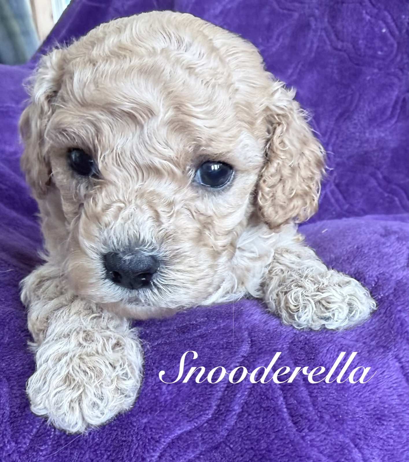 Reserve Me Today πΎ