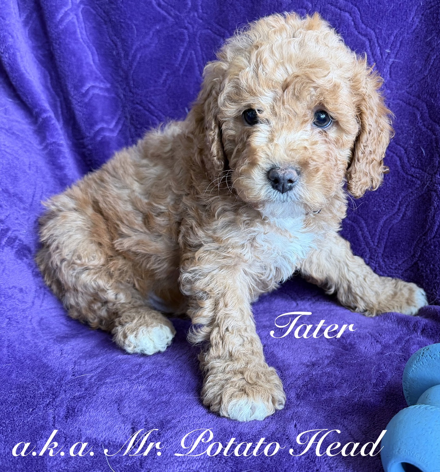 Reserve Me Today 🐾