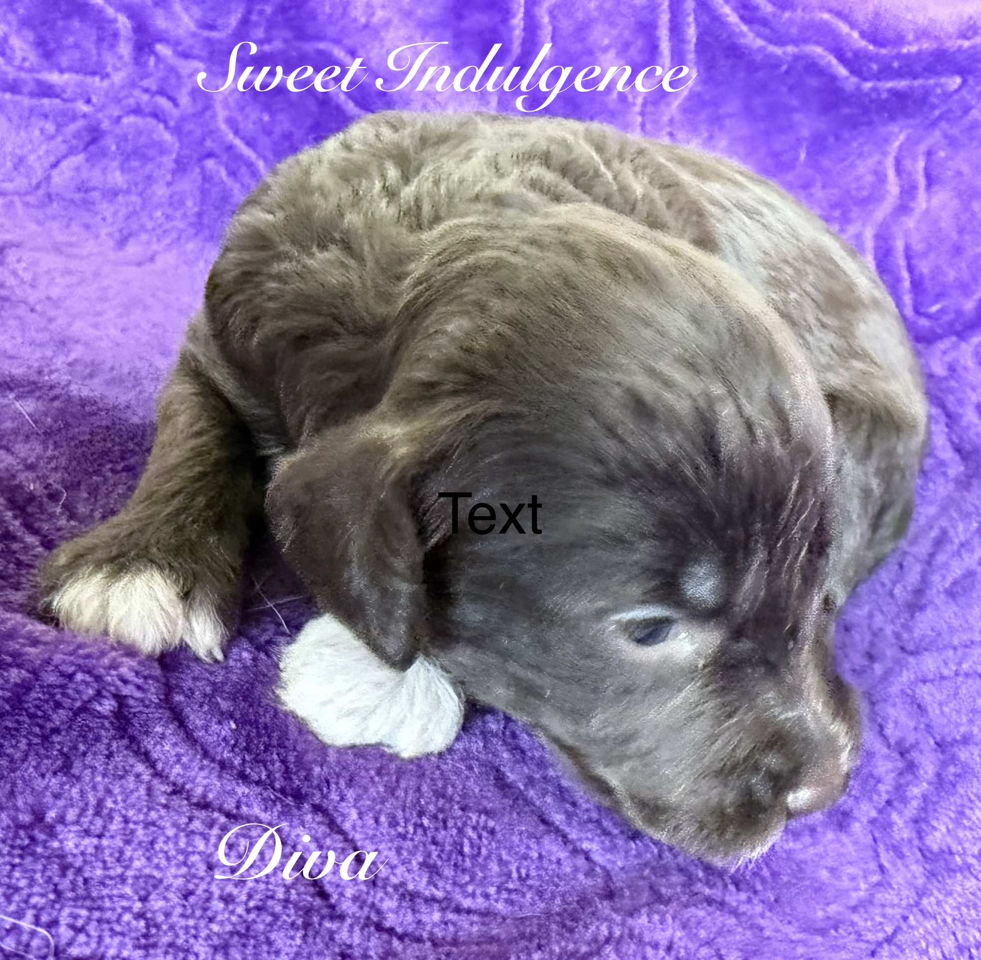 Reserve Me Today 🐾