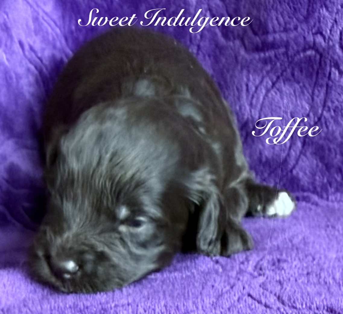 Reserve Me Today 🐾