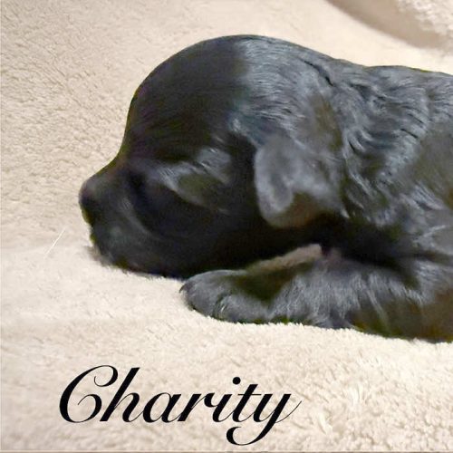 Charity