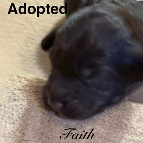 Faith