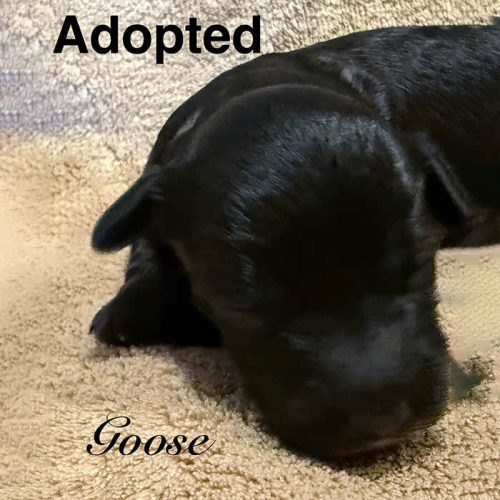 Goose