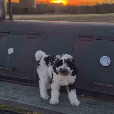 image of Precy the labradoodle
