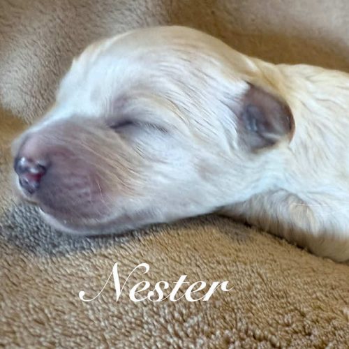 Nester (Kindness)