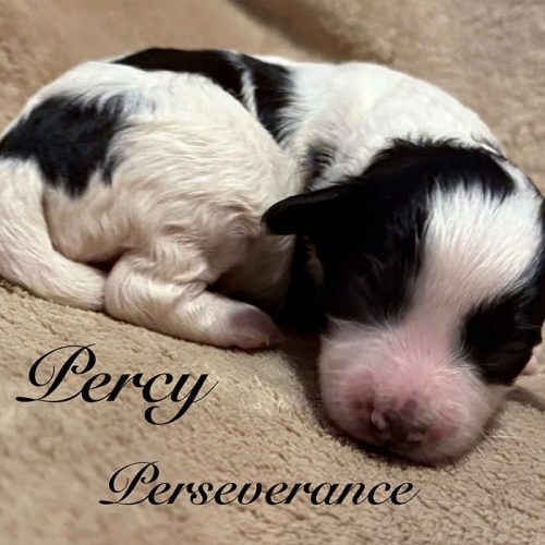 Percy (Perseverance)