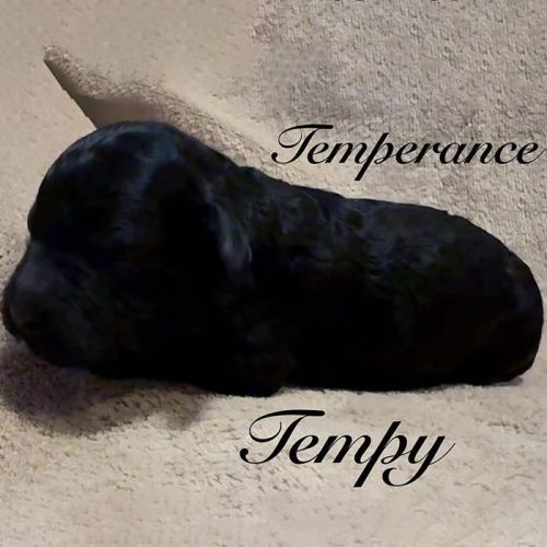 Tempy (Temperance)